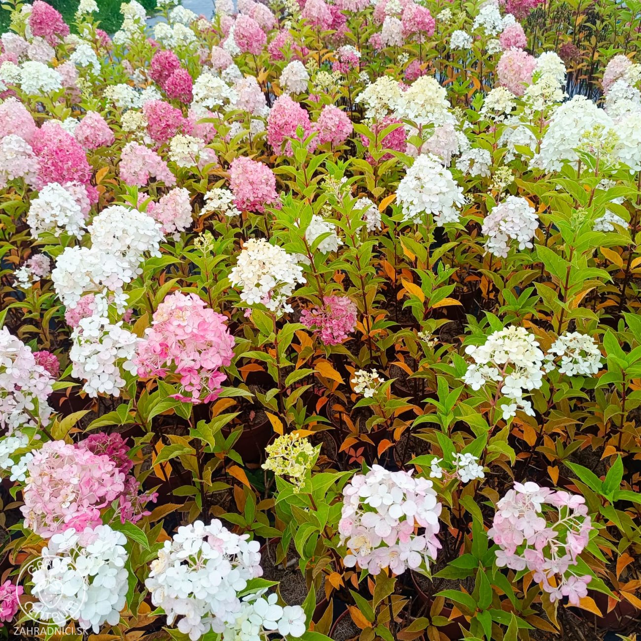 Obrázok Hortenzia metlinatá (Hydrangea paniculata) ‘LIVING PINK & ROSE’® by LIVING CREATIONS® - výška 50-70 cm, kont. C2L